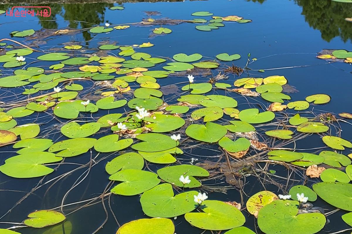 수생식물원에서 어리연 군집을 비롯해 다양한 수생식물을 만날 수 있다. ©권수진