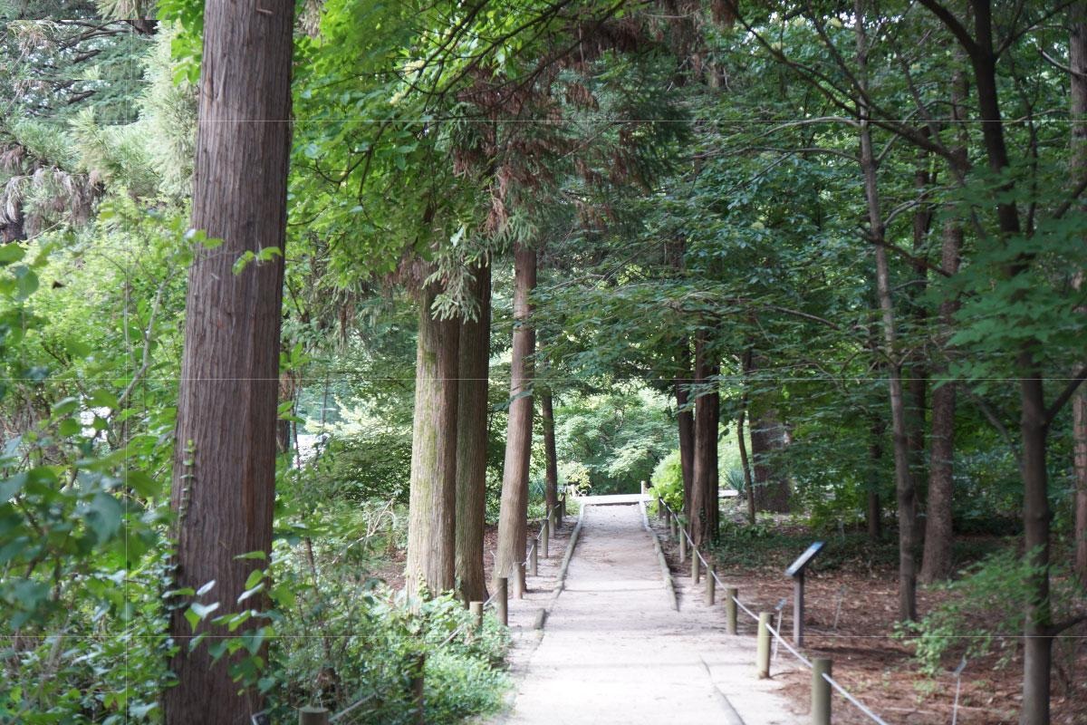 우리나라 최초 수목원 '홍릉숲'&hellip;한 발짝 들어서니 펼쳐진 고요한 세상