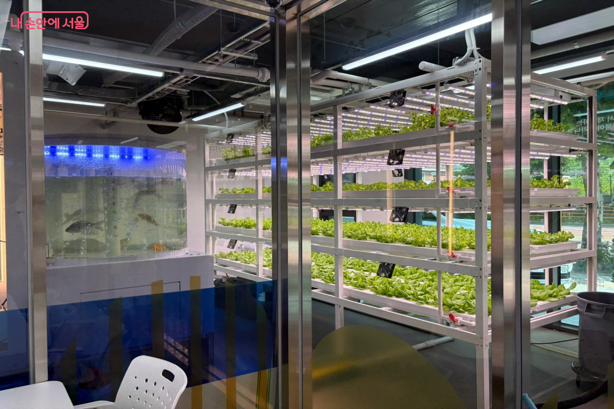 물고기 양식과 채소의 수경재배가 동시에 이뤄지는 아쿠아 포닉스 재배실의 모습이다. &copy;이혜린