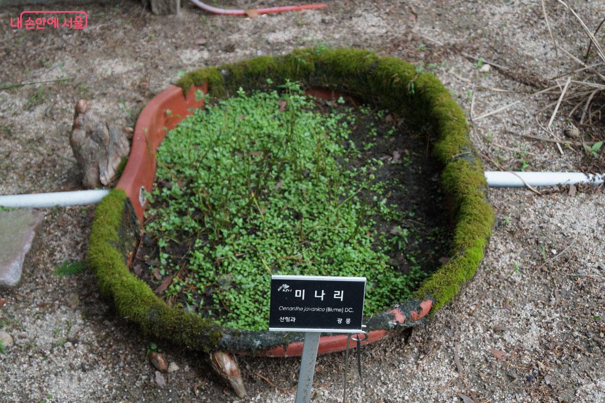 우리에게 친숙한 미나리 &copy;홍혜수