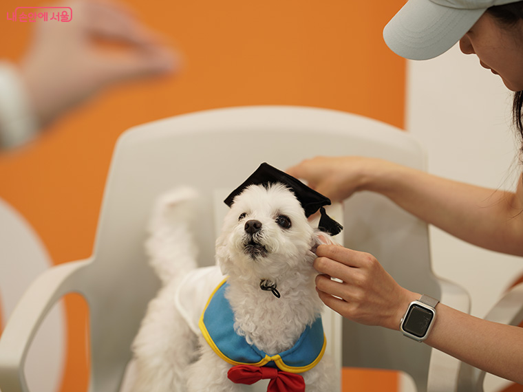 8월 12일부터 ‘서울 반려동물 시민학교’ 하반기 모집이 시작된다. 