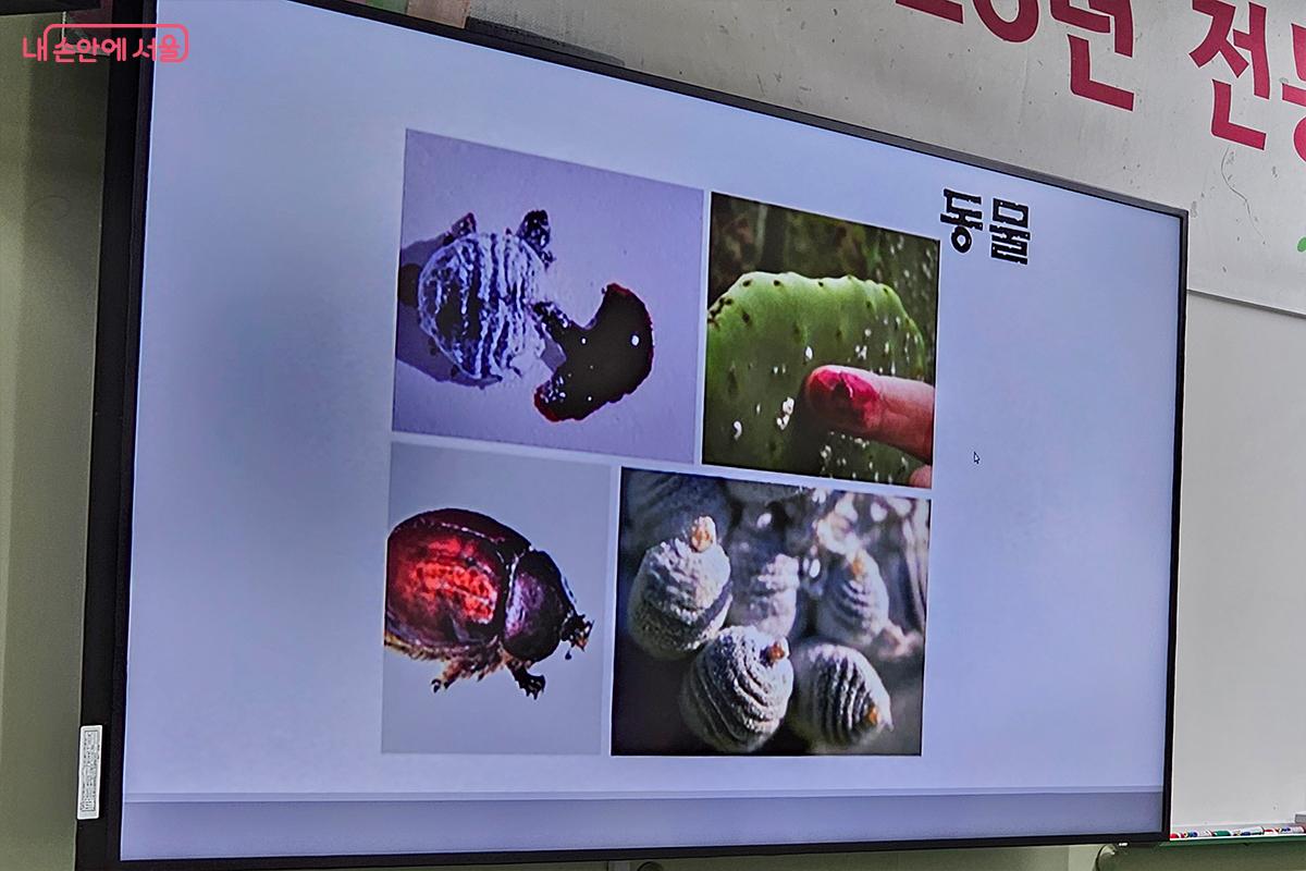 동물에서도 색을 얻을 수 있다. &copy;문청야