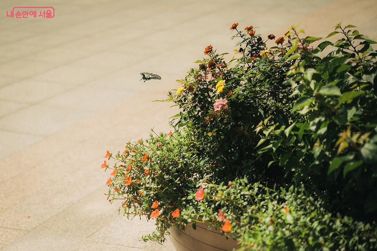 화관목과 초화류 등의 식재는 벌과 나비 등의 서식 환경을 개선하여 생물다양성 증진에도 이바지한다. ©김아름