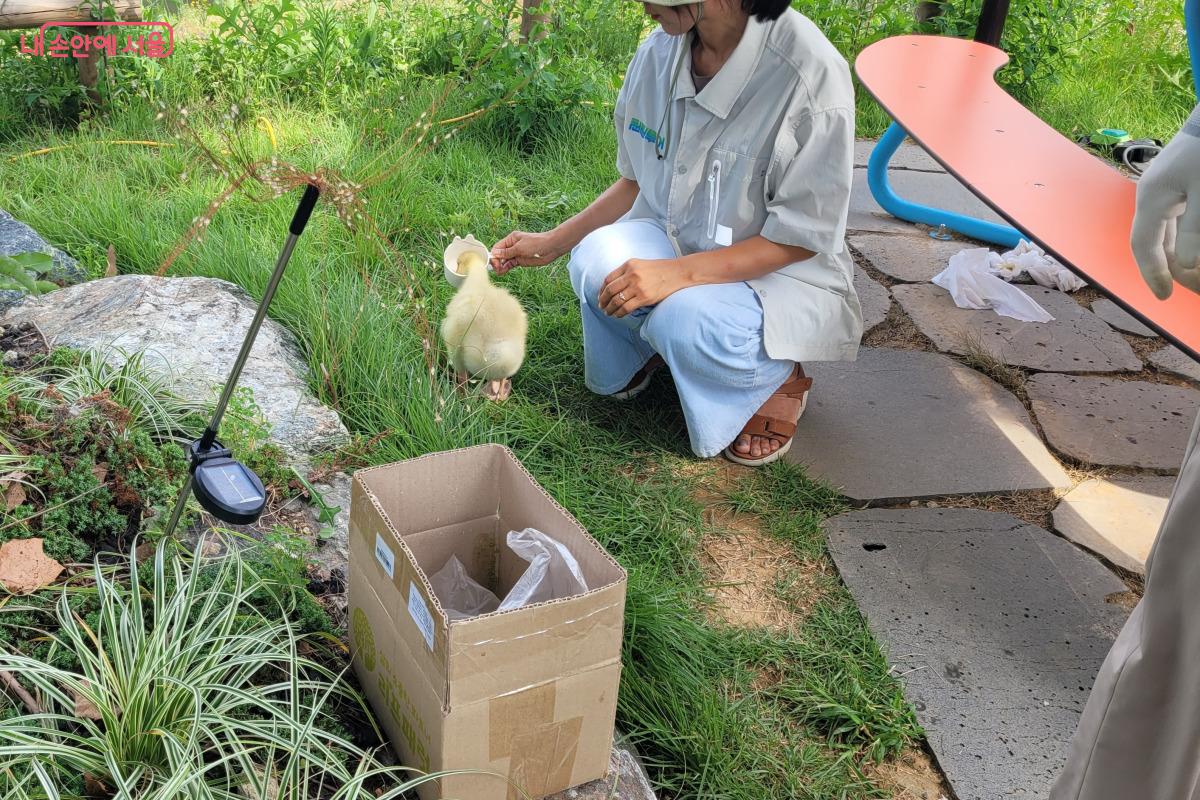 양재천에서 태어났다는 아기 거위가 물을 마시고 있다. ©김민지