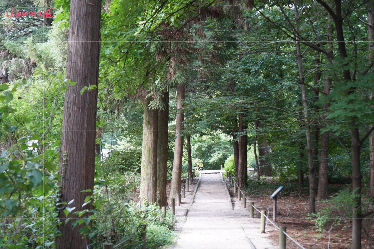 다양한 침엽수를 만날 수 있다. &copy;홍혜수 