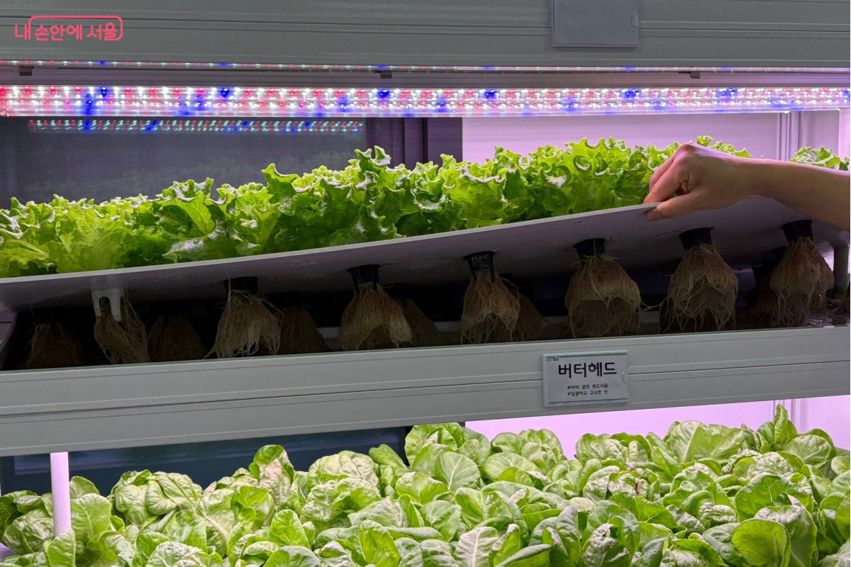 카이피라의 뿌리가 무성하다. &copy;이혜린