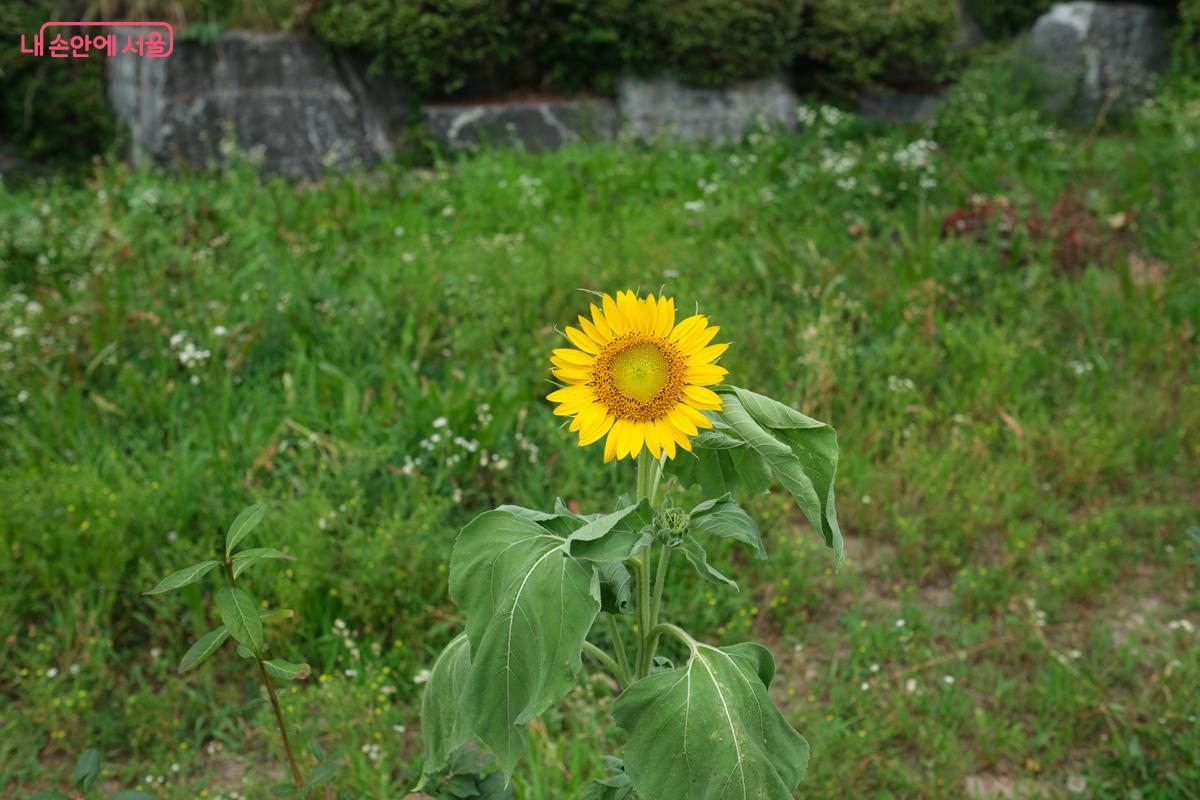 여름을 대표하는 해바라기 꽃도 볼 수 있다. ©박우영 