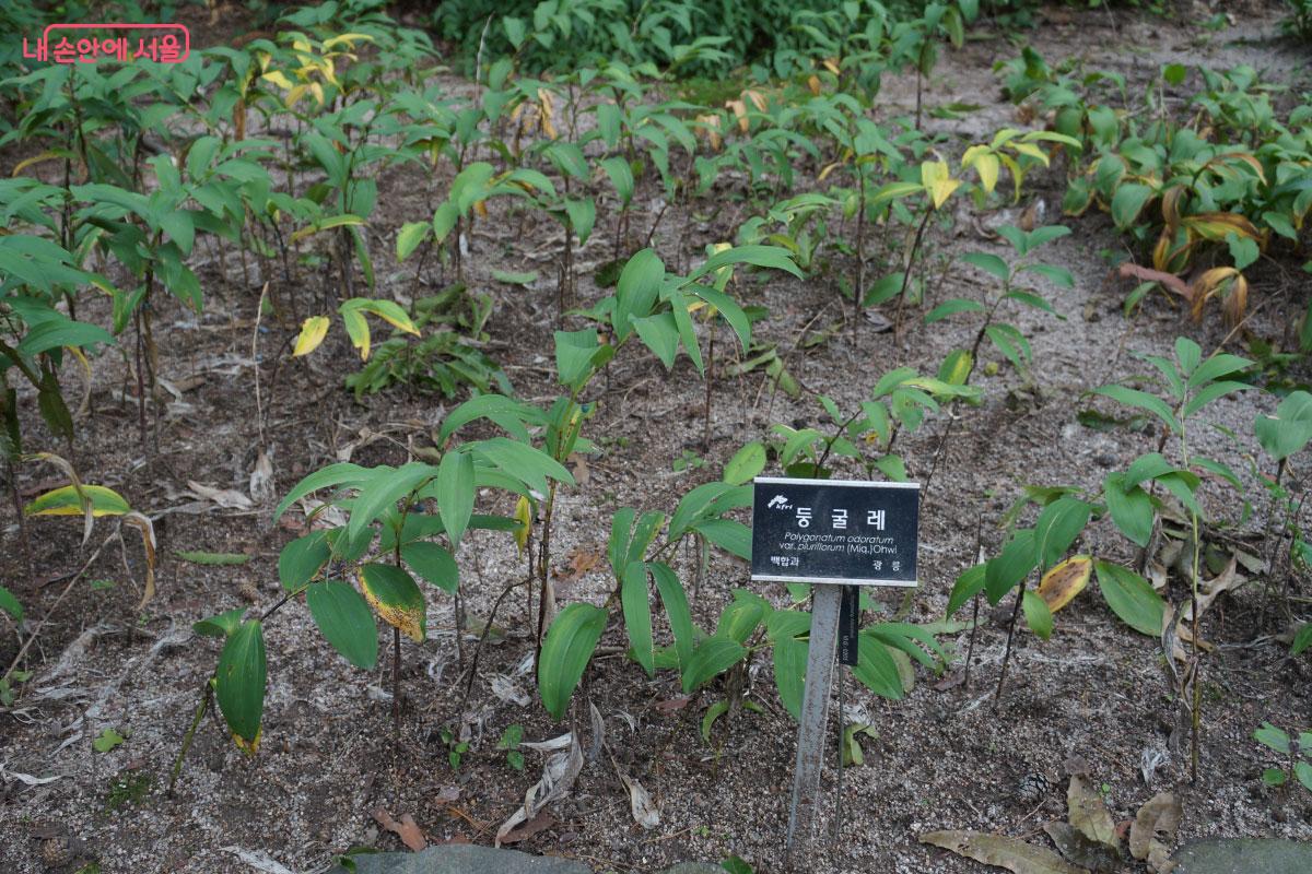 차로 많이 마시는 둥굴레도 만날 수 있다. &copy;홍혜수 
