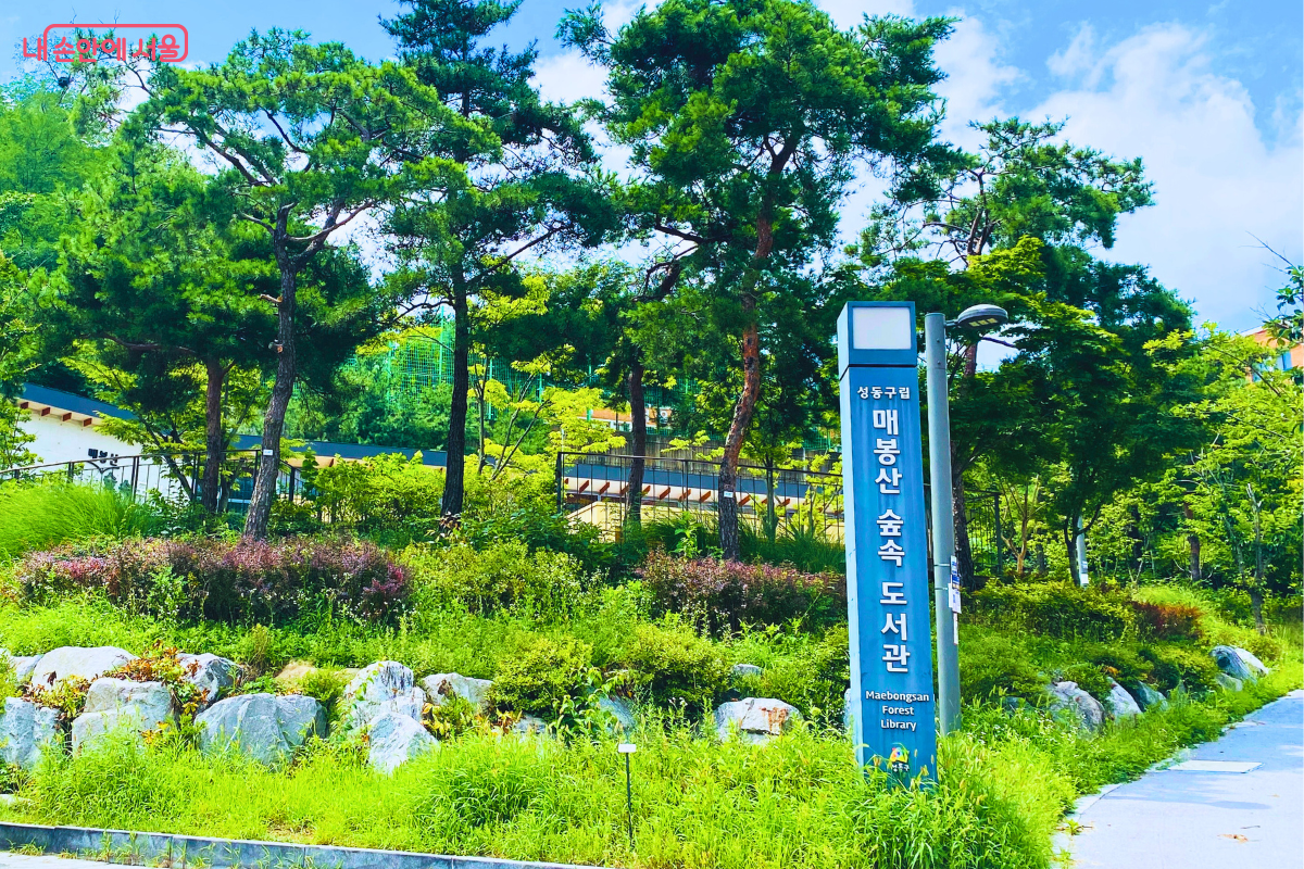 소나무 숲과 어우러진 매봉산숲속도서관 공식 표지판 ©양정화