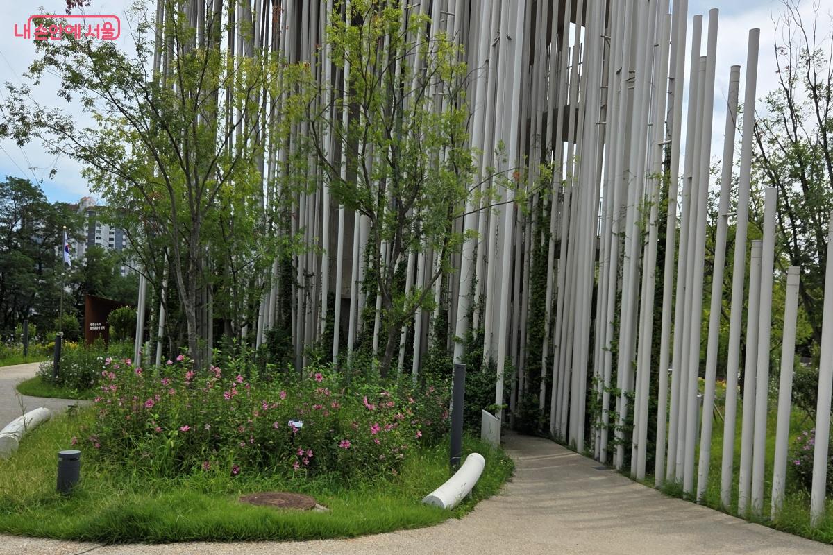덩굴식물은 시간의 흐름에 따라 자라나며 주변 자연과 함께 새로운 풍경을 만든다. ©김미선