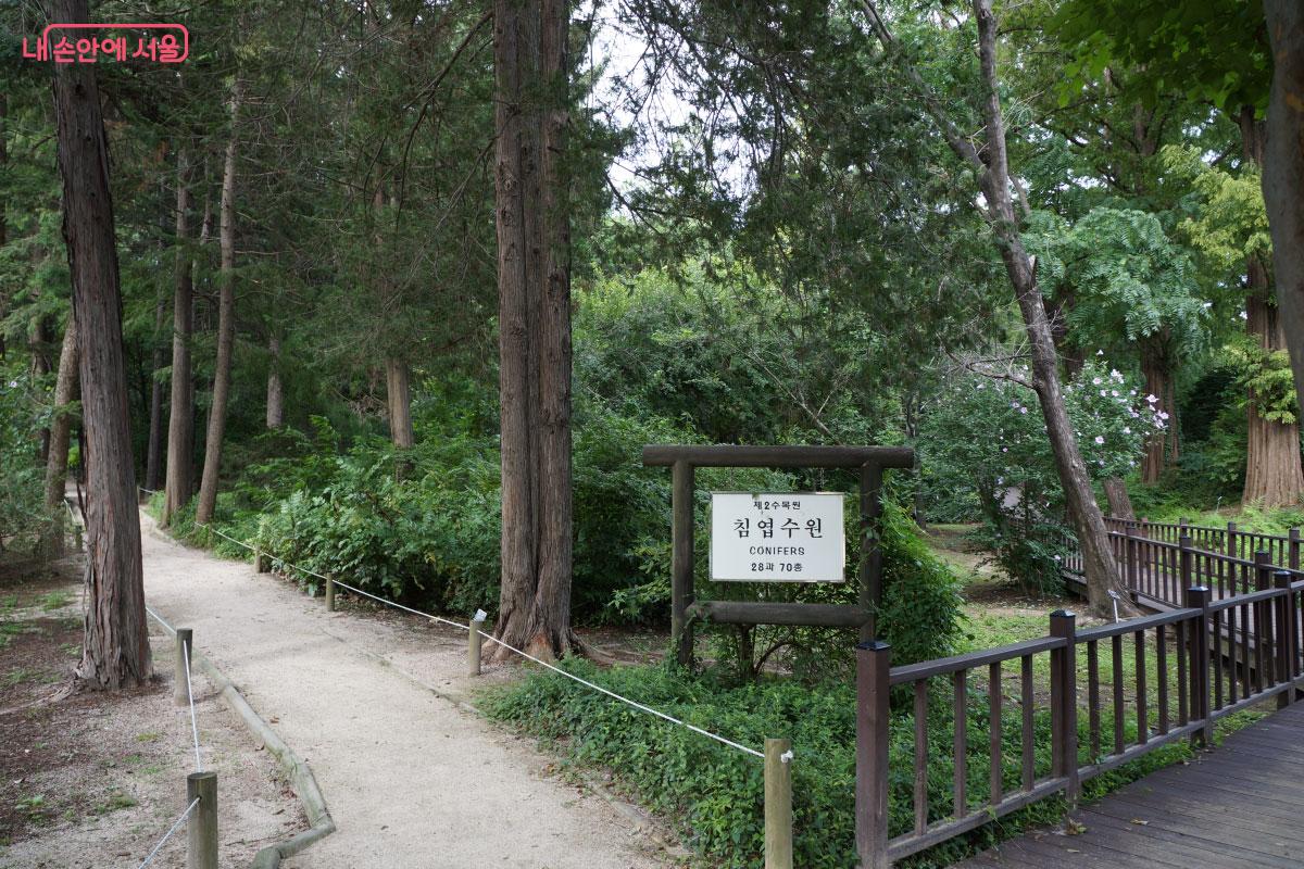 침엽수들이 분포되어 있는 침엽수원 &copy;홍혜수