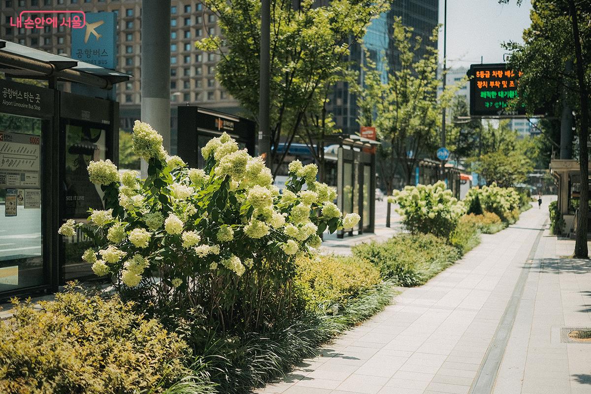 덕수궁 가는 길(세종대로) 풍성하게 자라난 수국이 눈을 즐겁게 해준다. ©김아름