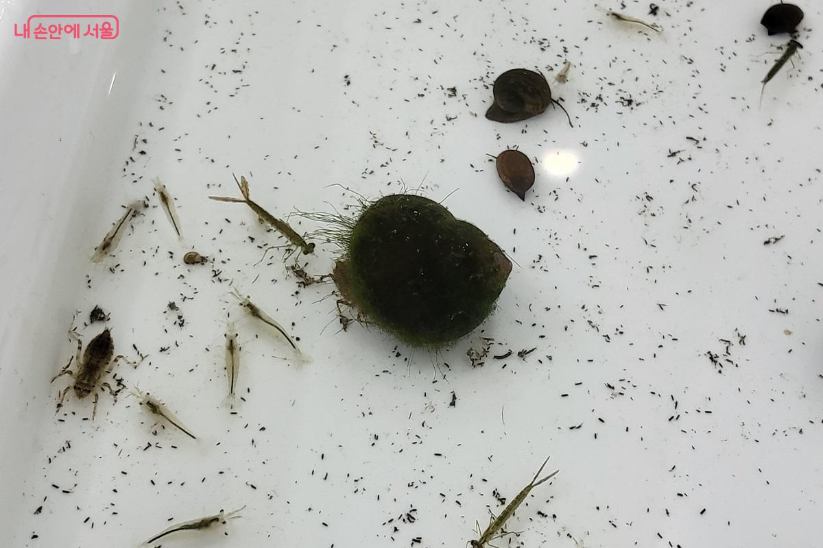 알을 낳는 외래종 왕우렁이와 달리 새끼를 낳는 토종 논우렁이 &copy;권수진