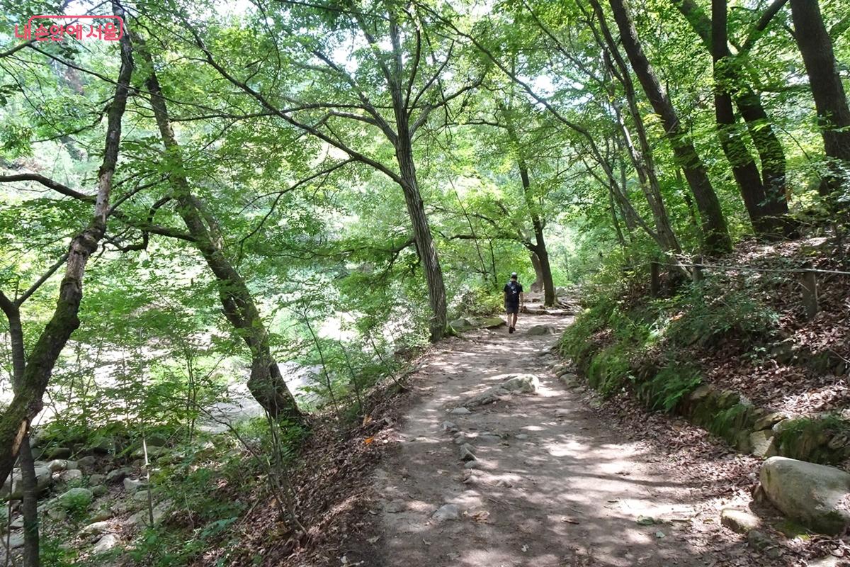 그늘막 같은 계곡가 초록 숲길 &copy;김종성