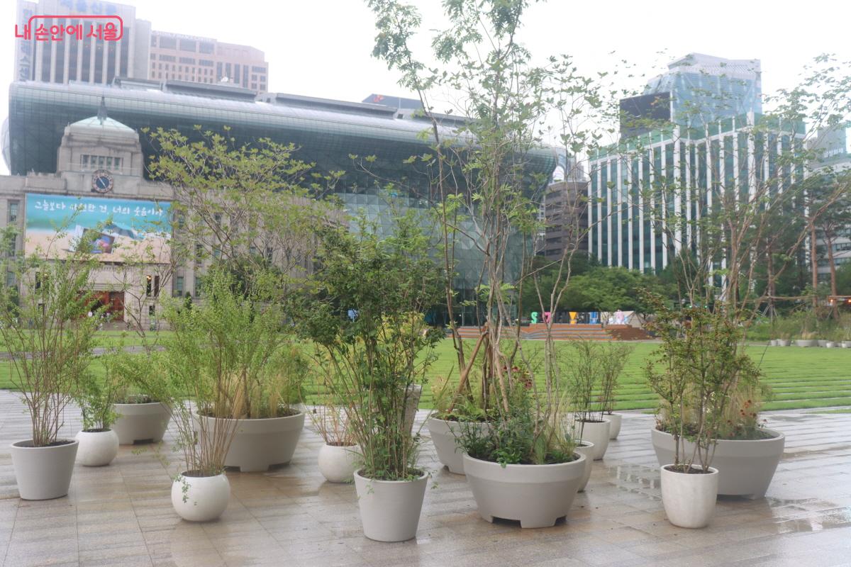 서울광장에 놓인 수많은 나무들 &copy;조수연