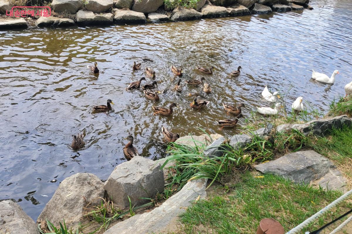 양재천에 살고 있는 오리와 거위를 만났다. ©김민지