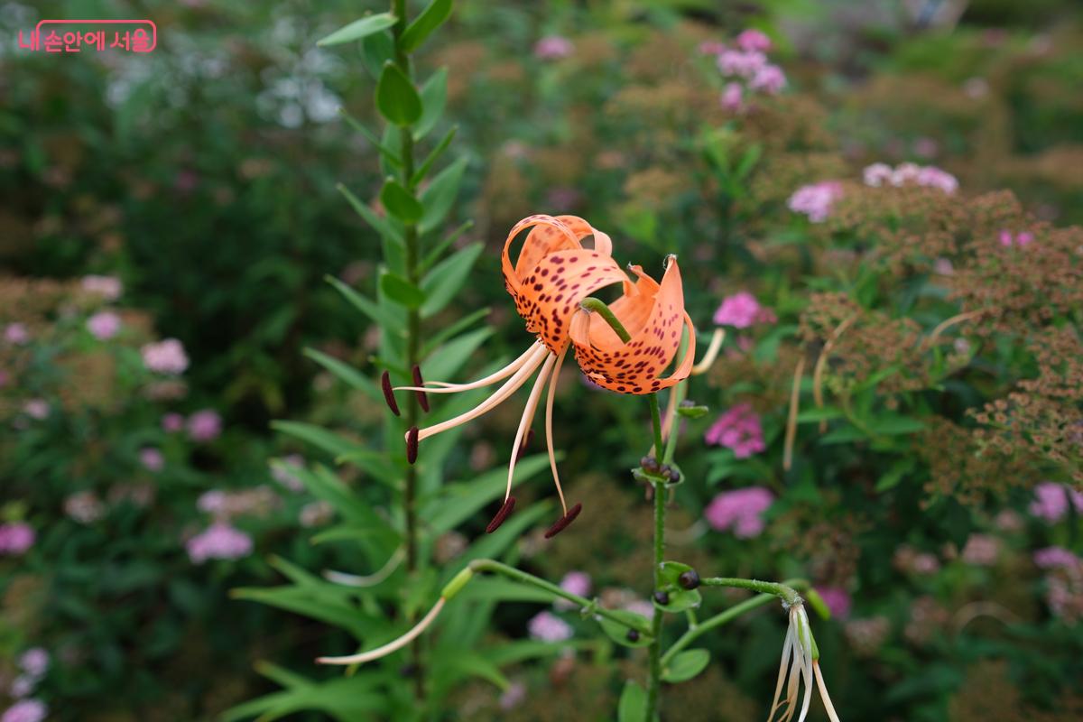 여름 무더위 속에서 피어난 꽃들 ©박우영 