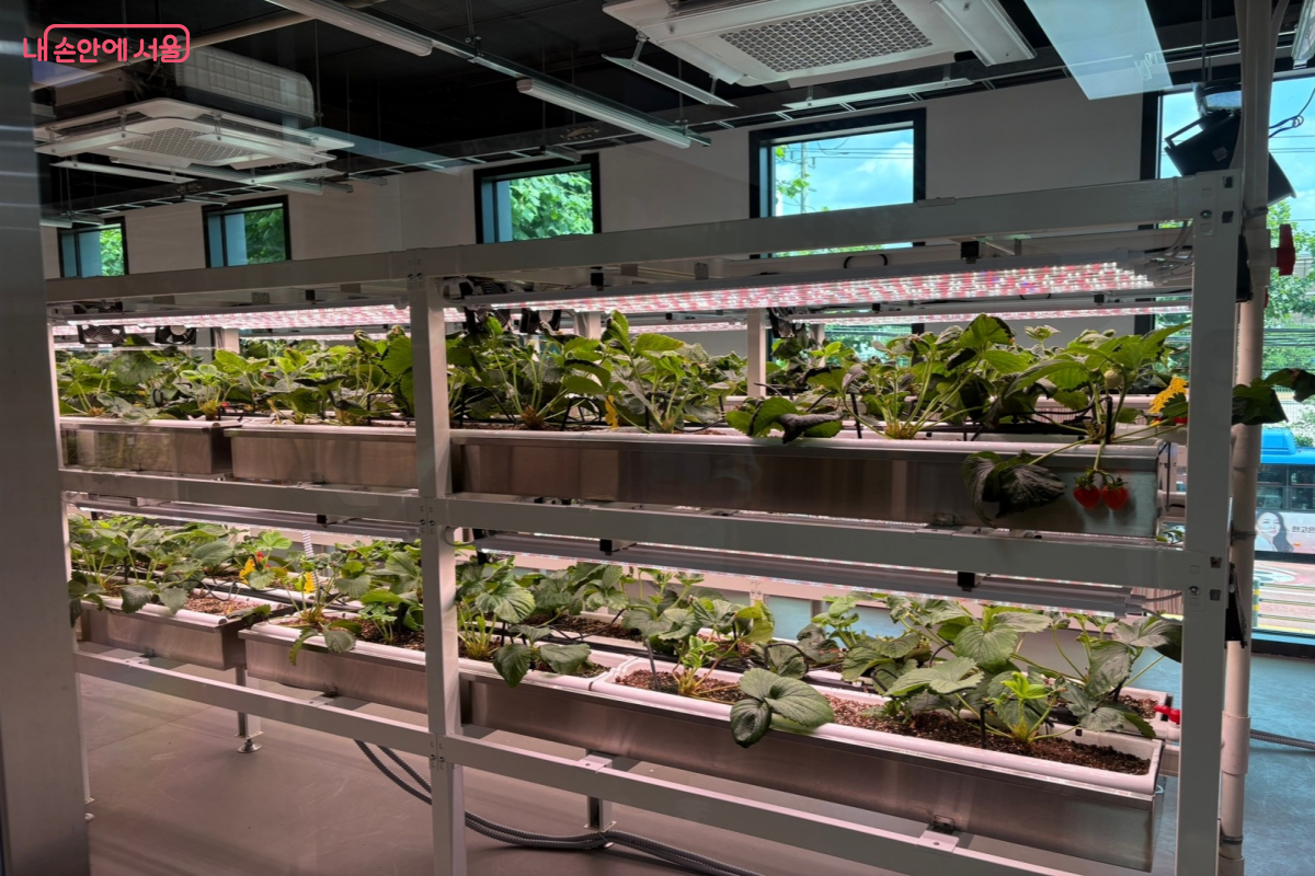 딸기 재배가 이뤄지고 있는 모습이다. 곳곳에 LED 조명이 있는 것이 눈에 띈다. &copy;이혜린