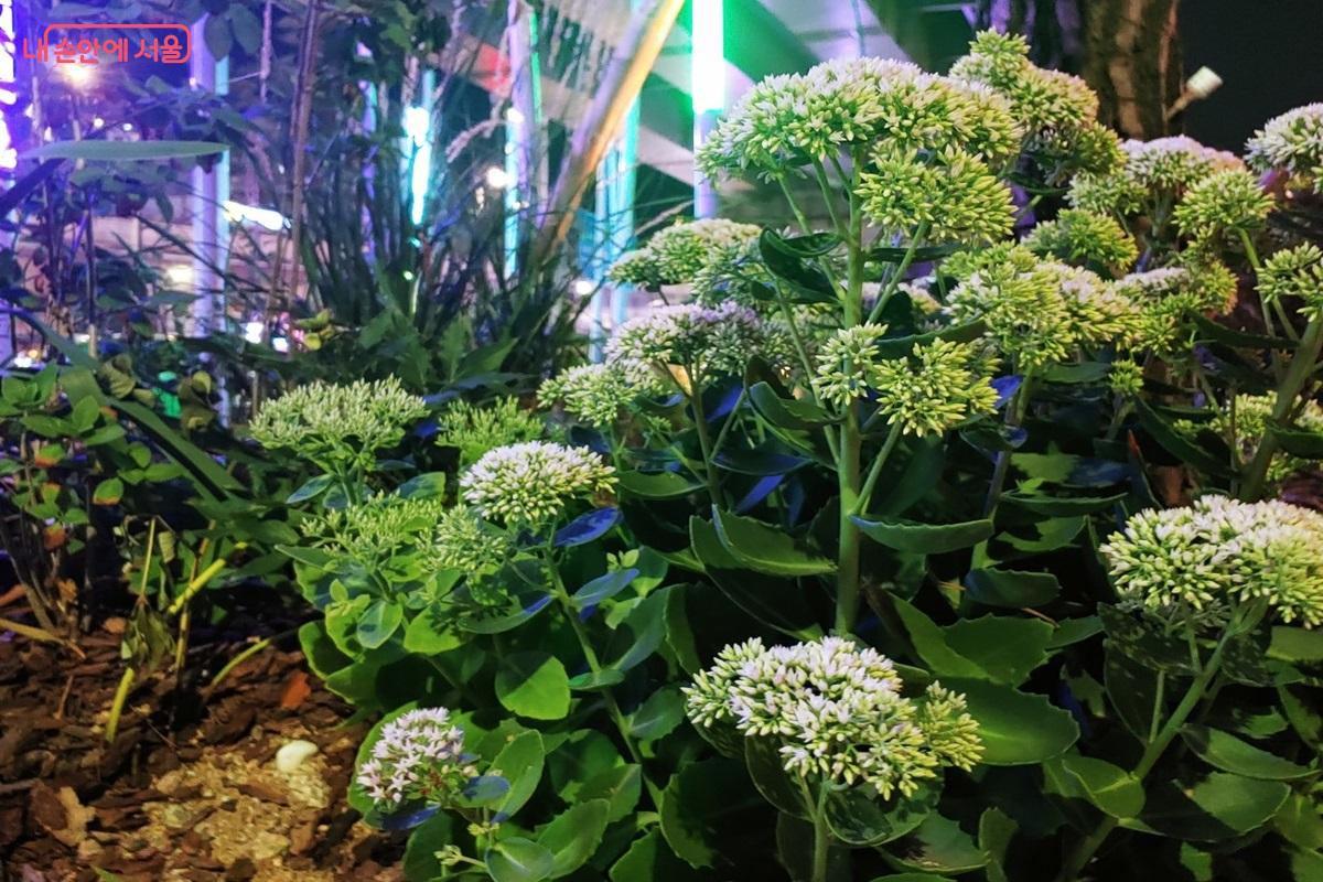 고가 하부에는 그늘에서도 잘 자라는 내음성 수종의 식물들이 식재되었다. ©김병규