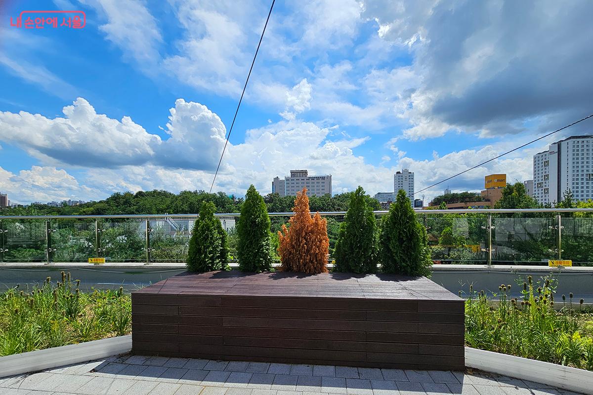 큰 나무 대신 작은 가시나무들이 푸른 하늘을 배경으로 서 있다. &copy;정향선 