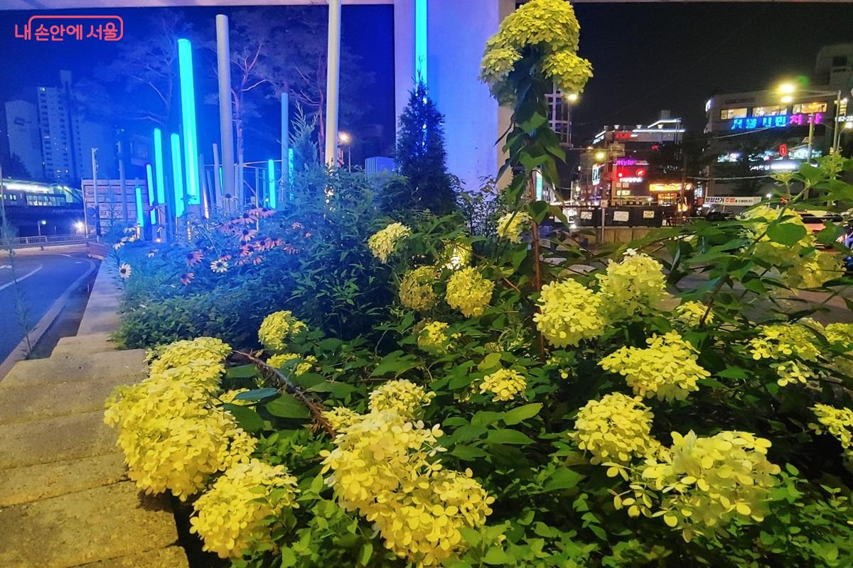 고가 하부에 조성된 정원에 만발한 목수국 ©김병규