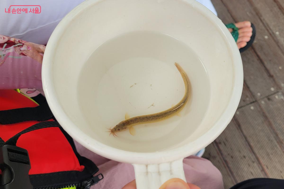 살아 있는 미꾸라지를 자주 볼 일이 없어 매우 신기해 하며 관찰했다. ©김민지