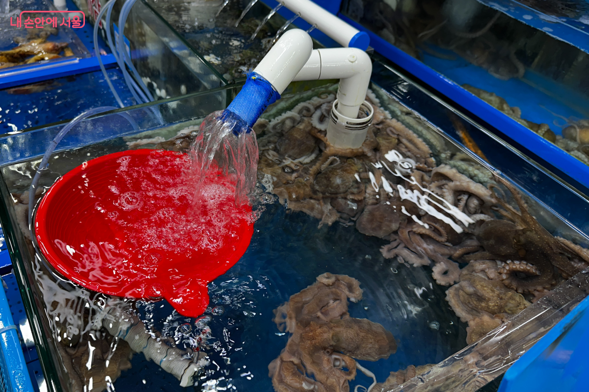 수조 안의 신선한 산낙지 &copy;최준혁