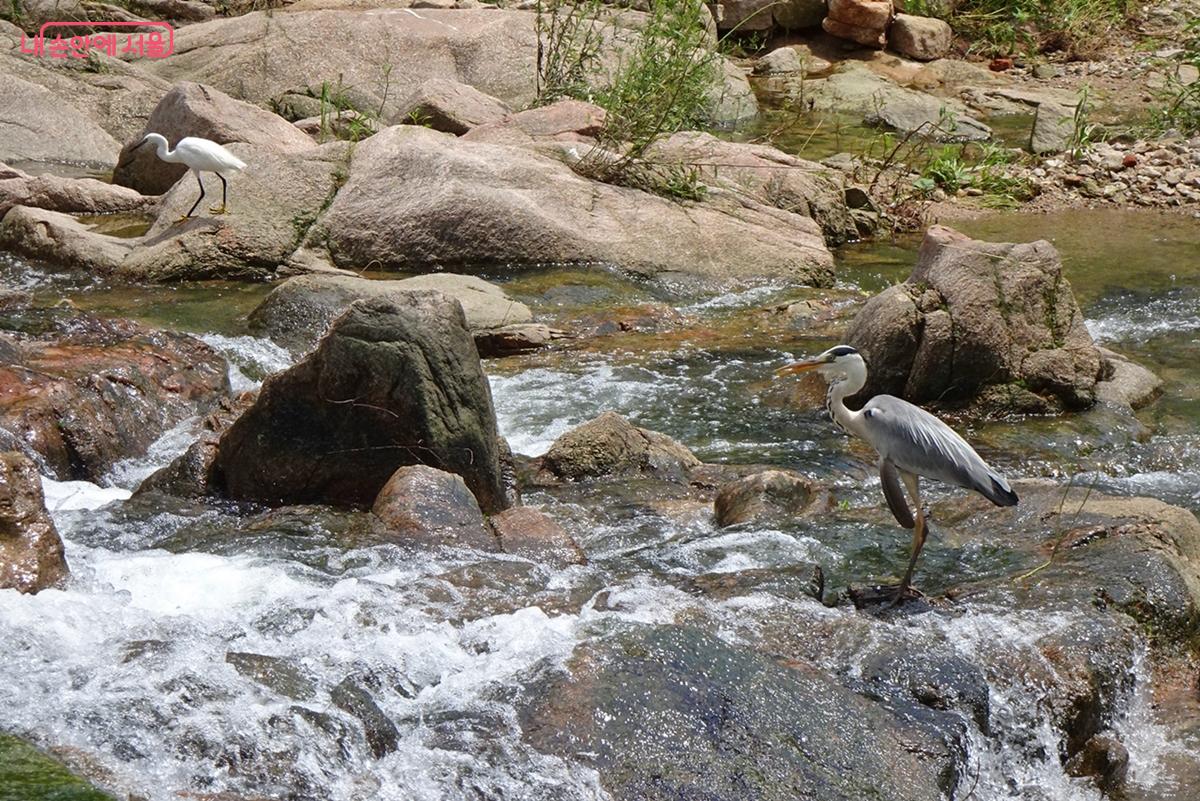 굽이치는 홍제천 상류에 찾아온 왜가리와 백로 ©김종성