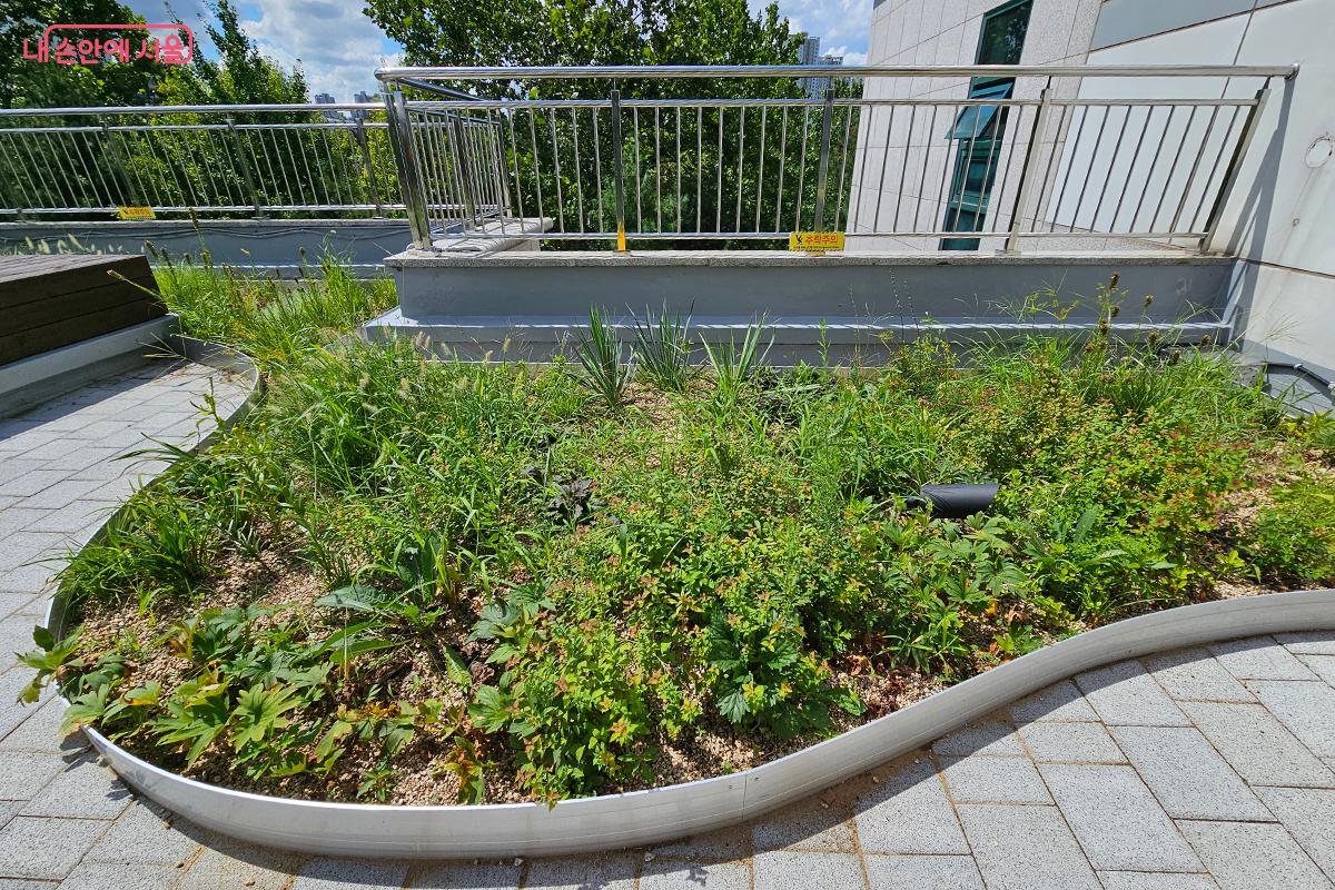 건조하고 햇빛에 노출된 옥상의 특성을 고려해 햇빛에 강한 식물들을 식재했다. &copy;정향선 
