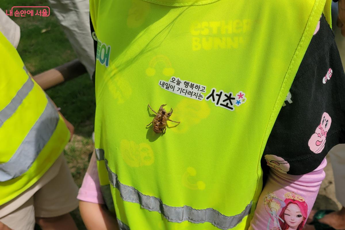 매미 허물로 만든 브로치를 달아 봤다. ©김민지