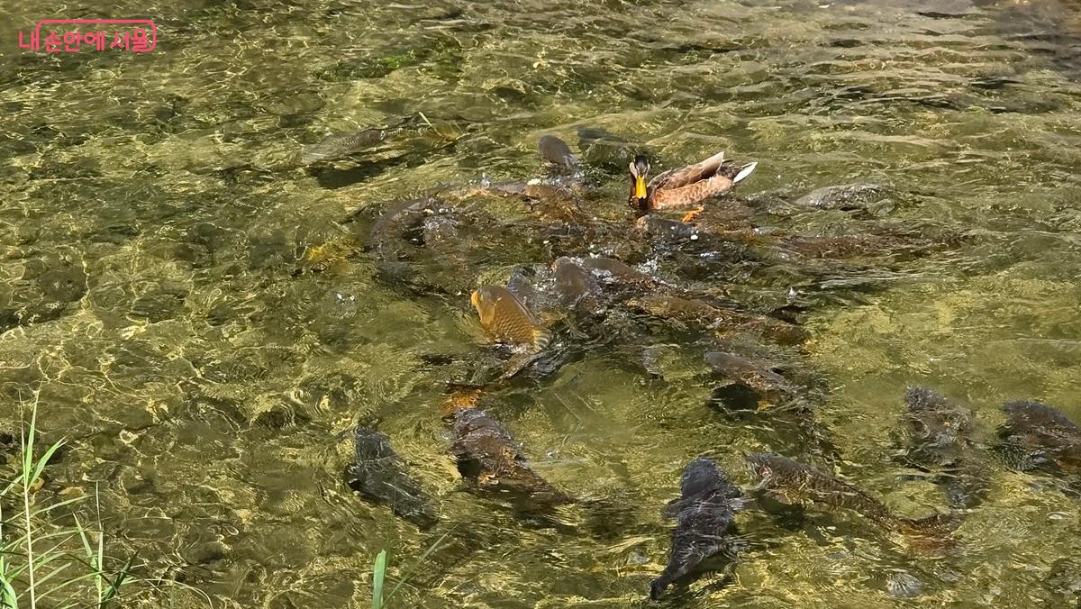 청둥오리와 잉어떼가 더불어 노닐고 있는 복원된 청계천의 자연생태계 모습 ©최용수