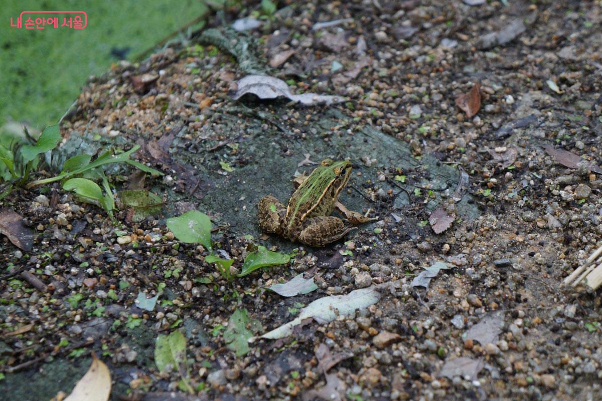  연못 주변에서 발견한 개구리 ©홍혜수