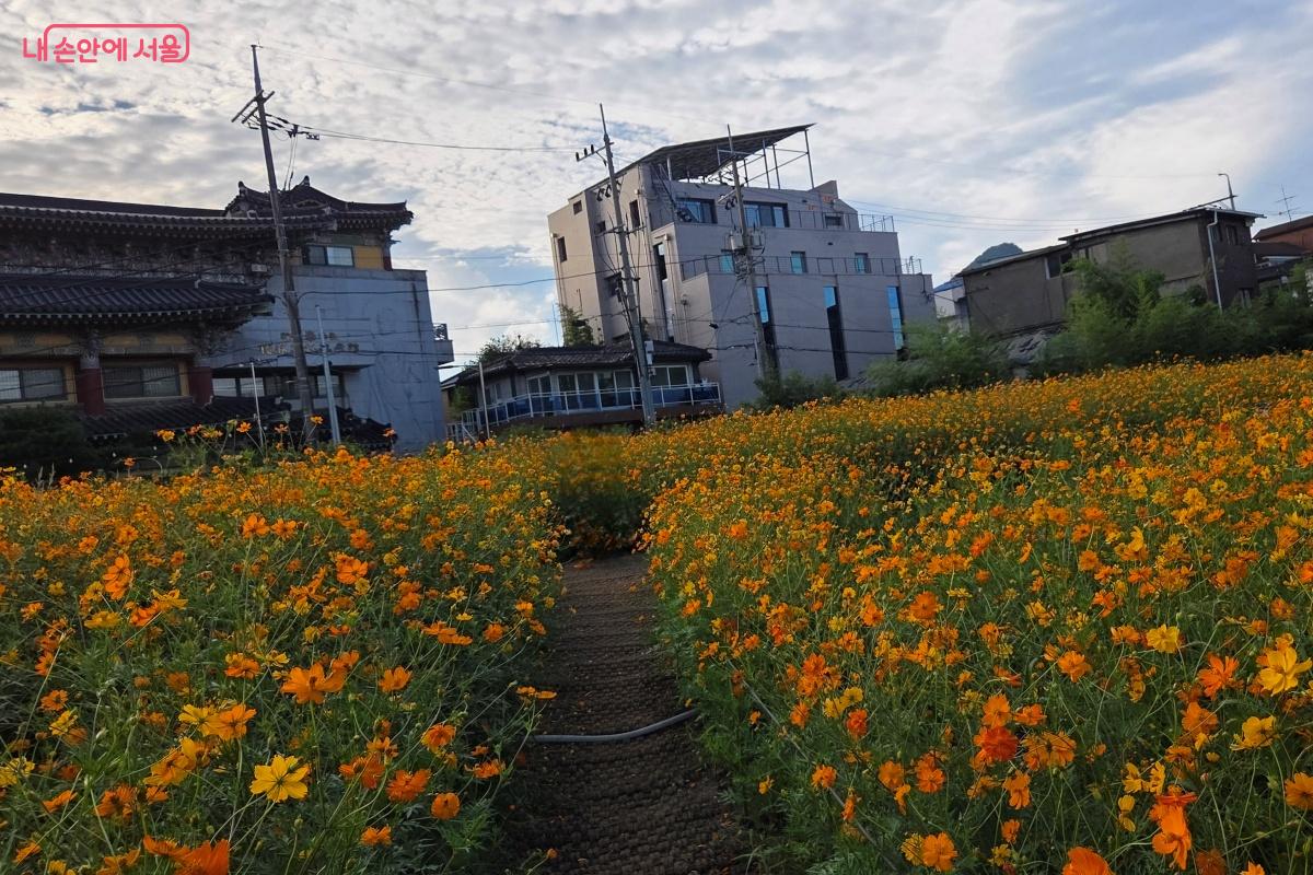 꽃길을 산책할 수 있도록 꽃 사이사이 산책로를 조성했다. ©김미선