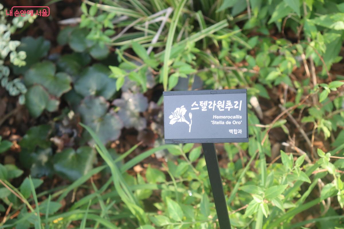 스텔라원추리 등 다양한 식물을 식재하고 안내판을 세웠다. ©조송연