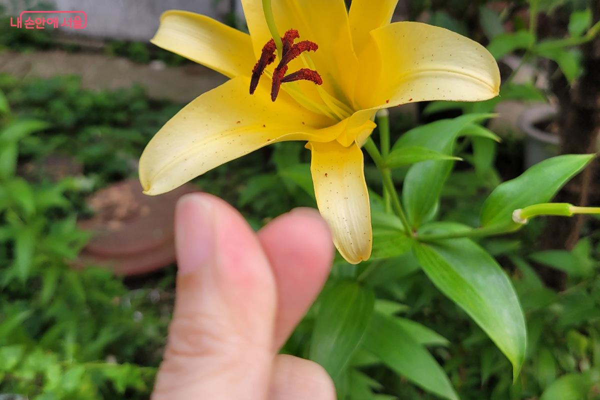 반려식물 앞에서 인증 사진을 찍었다. ©박미선