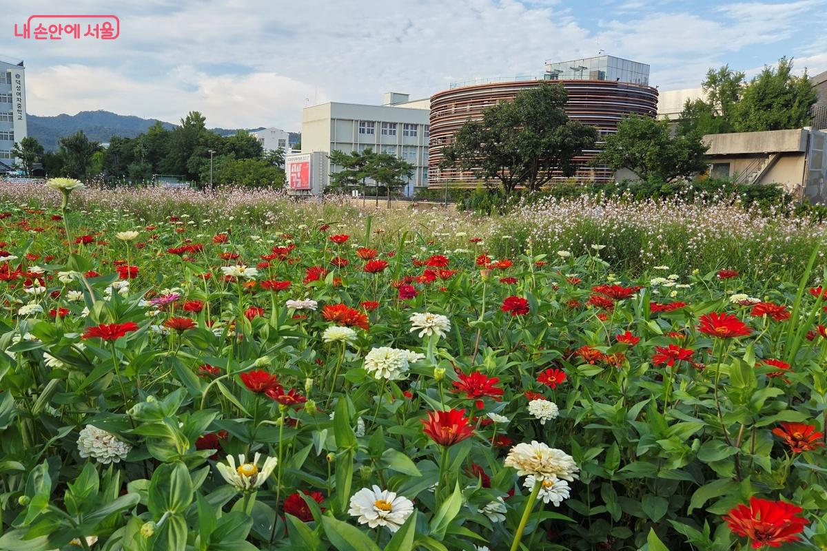 황화코스모스 외에도 백일홍, 수크령 등 다양한 꽃들을 만날 수 있다. ©김미선