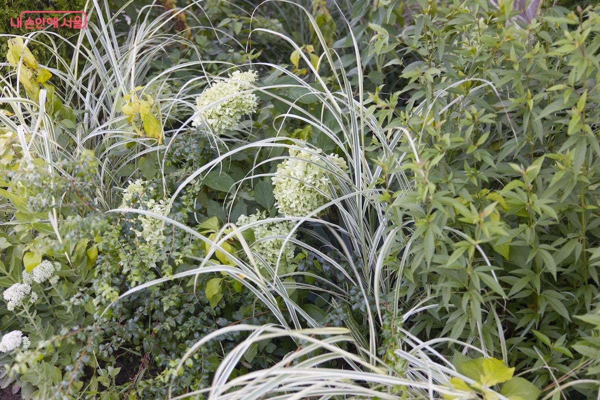 신트리공원 내 곳곳에 다양한 식물들을 새롭게 식재하였다. ©임중빈