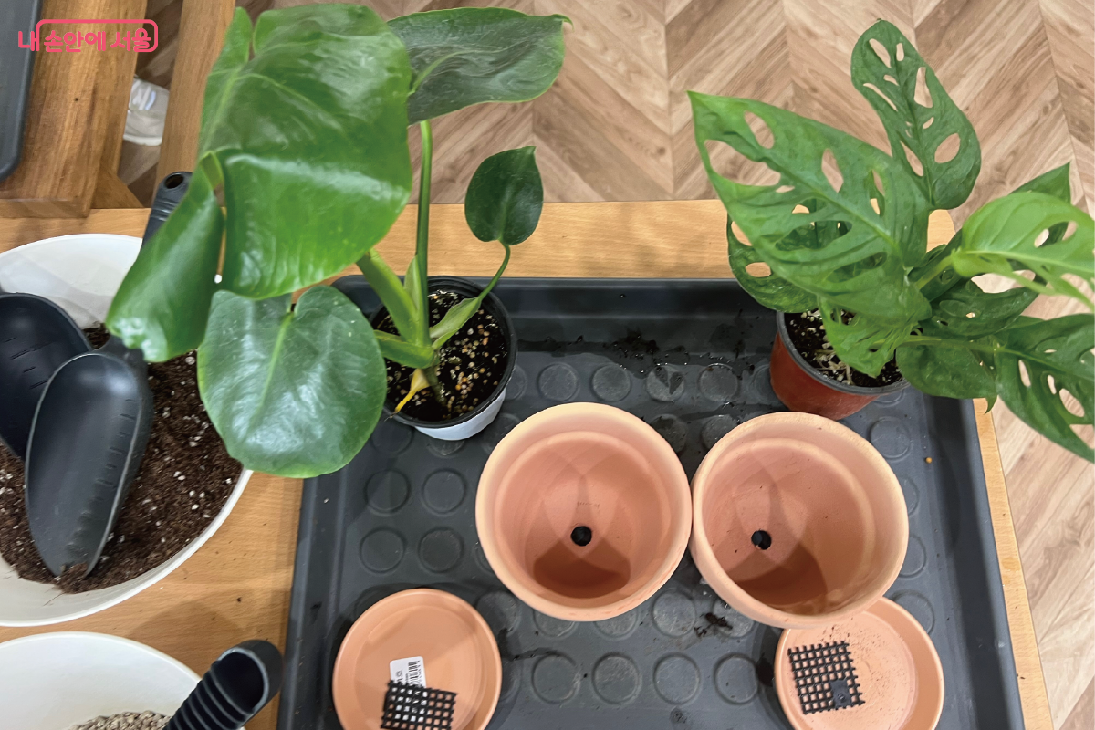 물과 분갈이용 화분, 흙이 자리 앞에 준비되어 있다. ©노유나