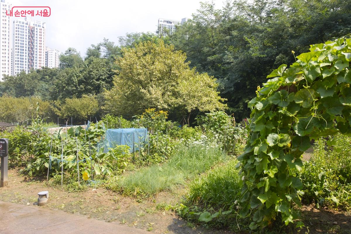 일부 부지는 지역 주민들을위한 작은 텃밭으로도 운영하고 있다