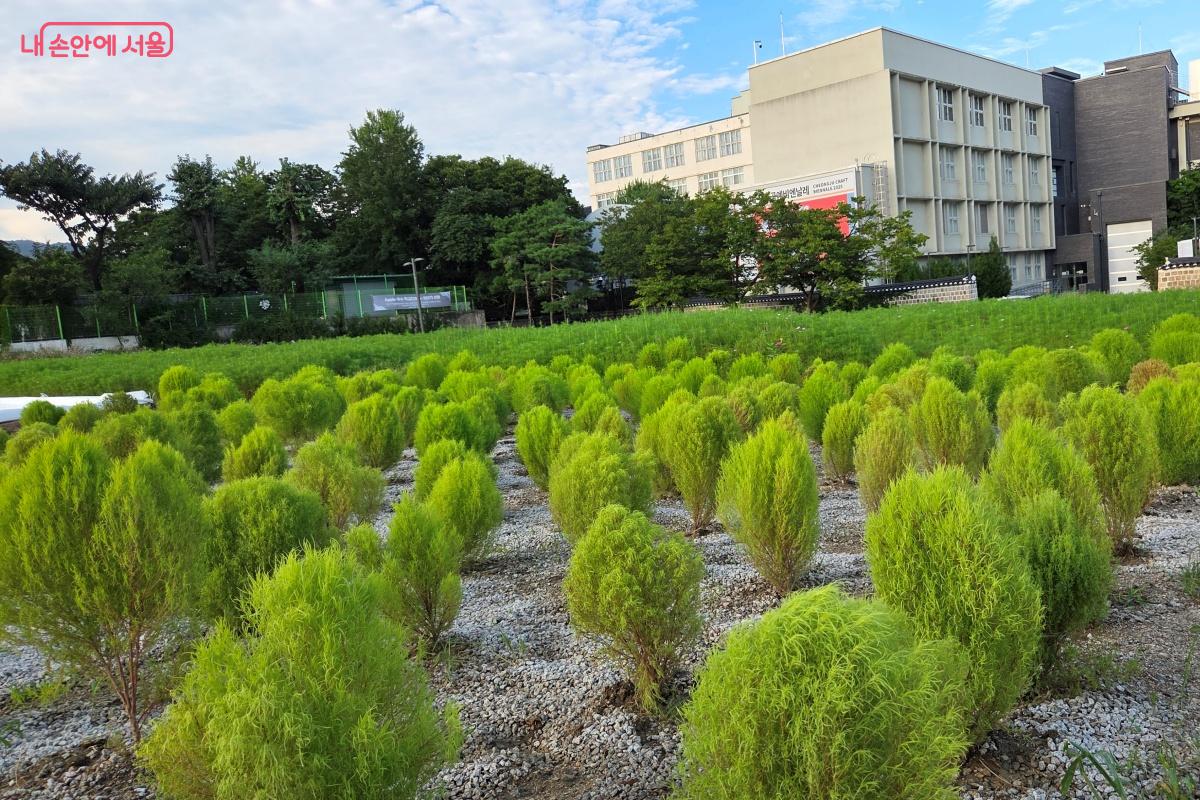 가을이면 붉게 물들 댑싸리 ©김미선