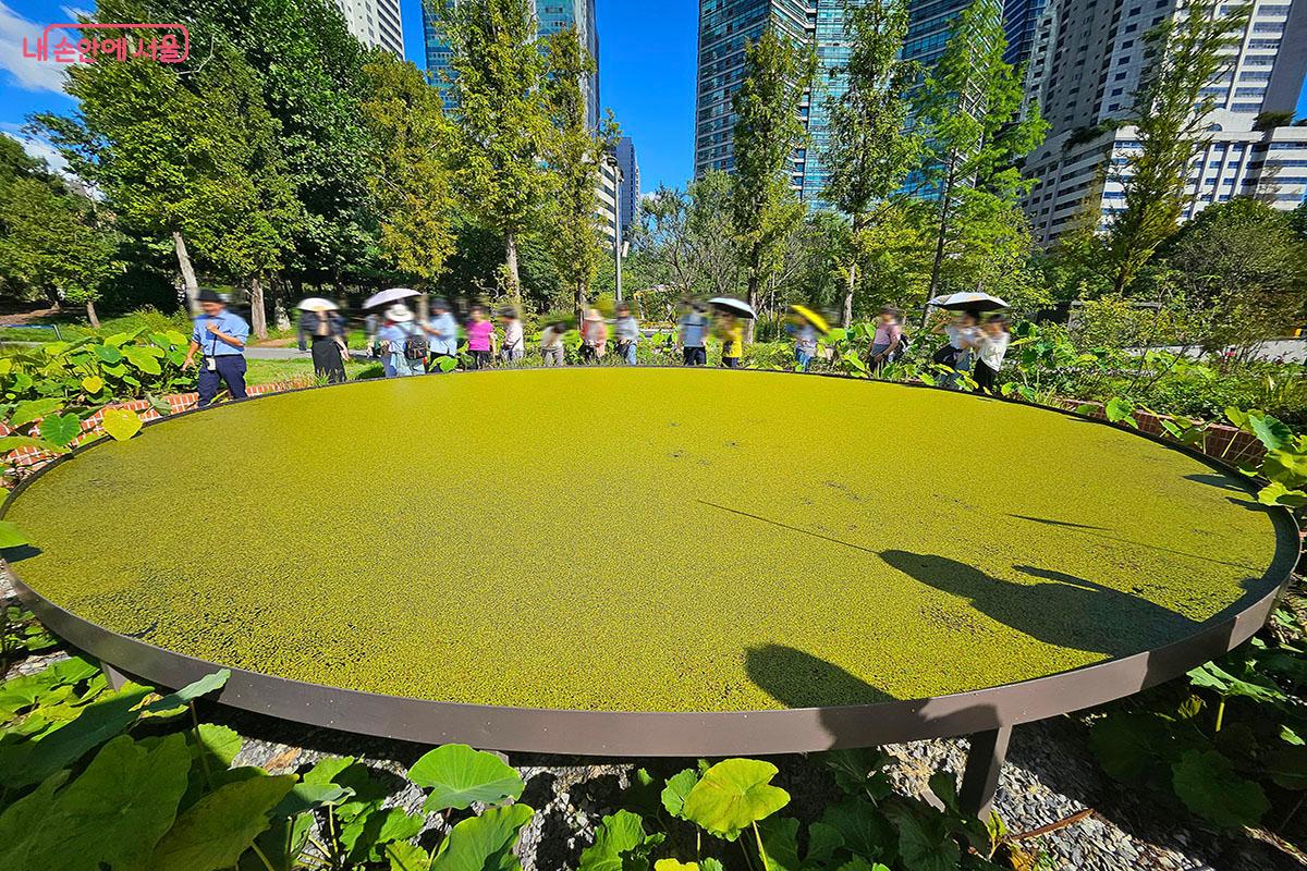 생태계의 변화로 미래의 단백질 식량이 될 개구리밥이 차려진 '마지막 식사 정원' ©이정민