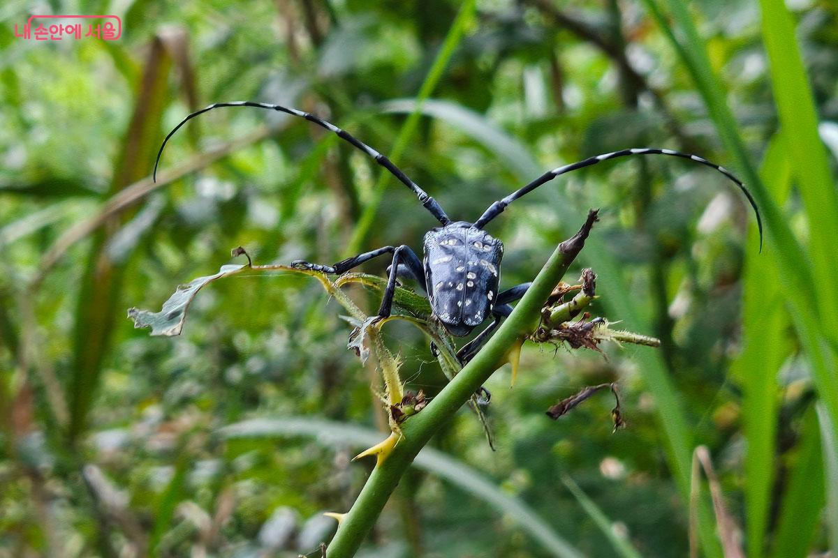 처음 보는 곤충들도 쉽게 만나 볼 수 있다. ©홍혜수
