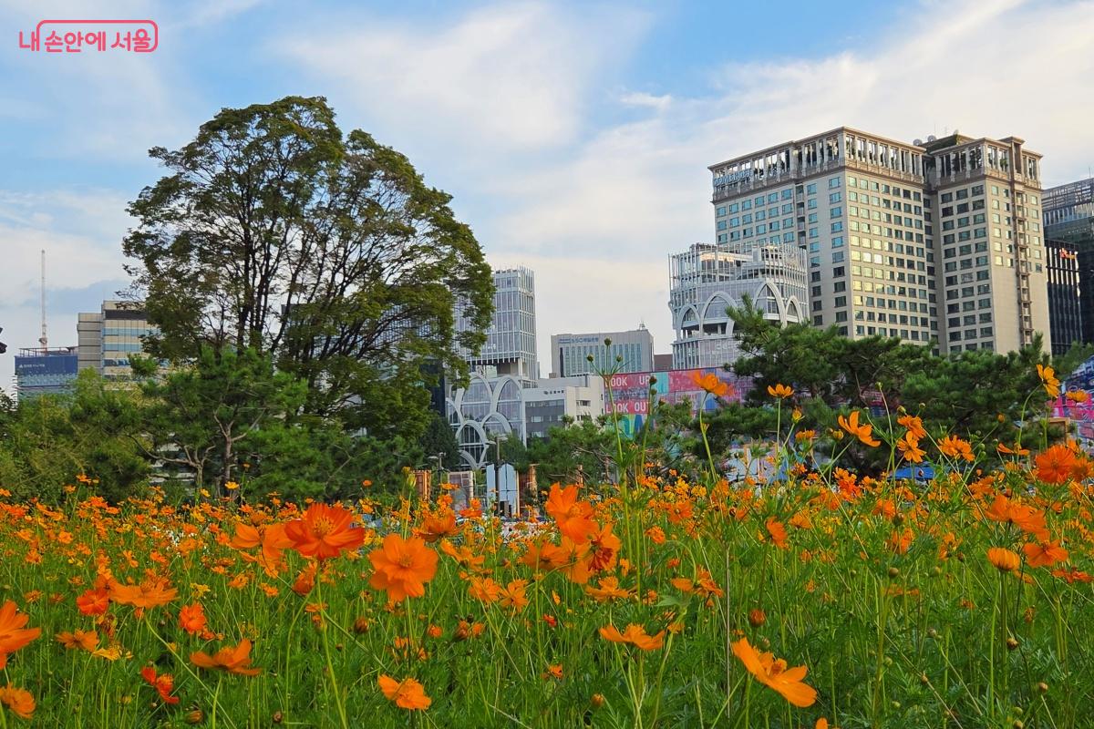 열린송현녹지광장에 소녀의 순정이라는 꽃말을 지닌 황화코스모스가 활짝 피었다. ©김미선
