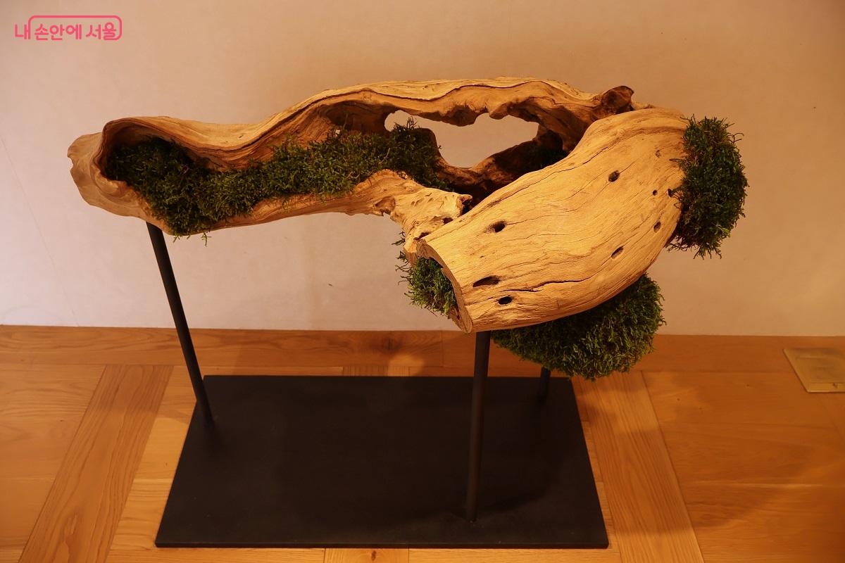 지나온 세월을 고스란히 간직하고 있는 고목에 건조된 이끼와 식물을 배치해 오랜 시간에 걸쳐 형성된 자연의 결과물을 볼 수 있다. ©이봉덕 