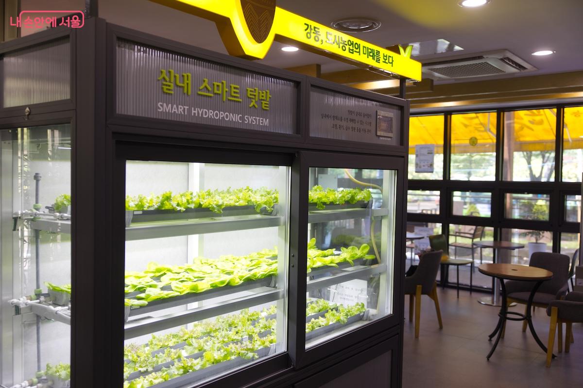 요즘 유행인 실내 스마트 텃밭이 운영되는 모습을 관찰할 수 있다