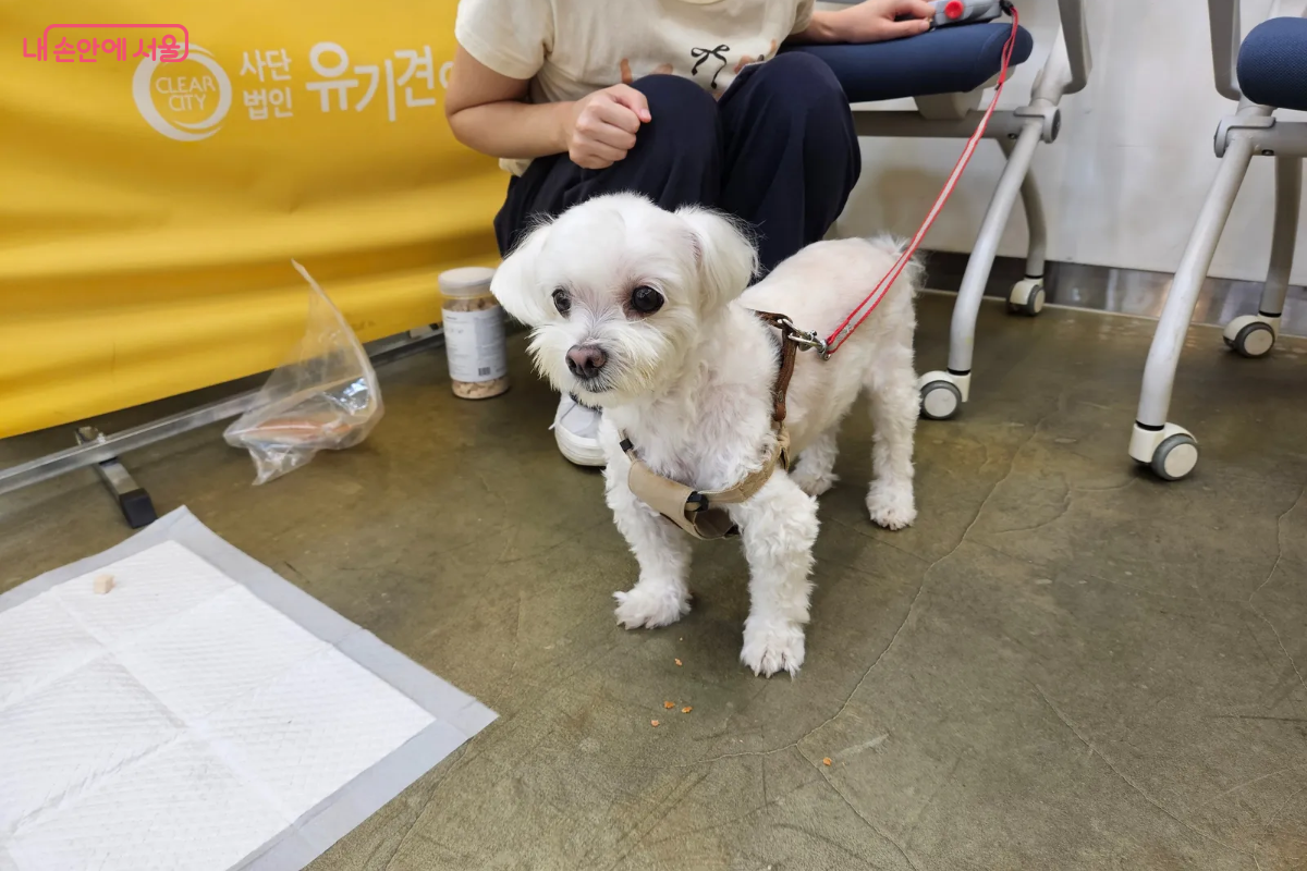 반려견 봄이는 첫 수업에 긴장했지만, 훈련사의 도움으로 무사히 수업을 마칠 수 있었다. &copy;이혜린