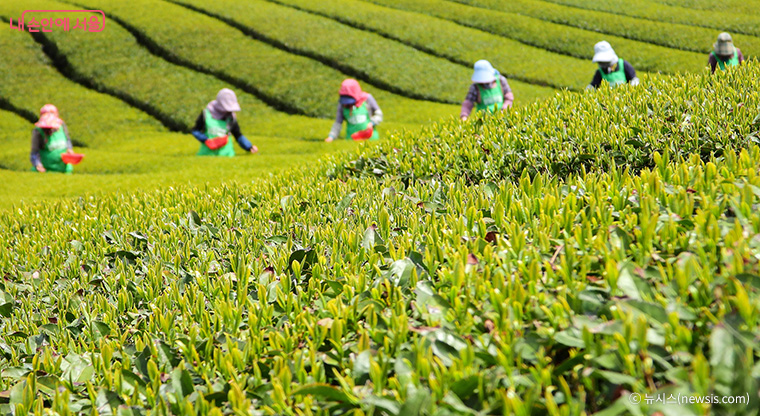 녹차는 세부 품종이 나뉘어 있기는 하지만, 생물학 종 분류로는 하나의 종이다. 국내 한 차밭의 수확 모습.
