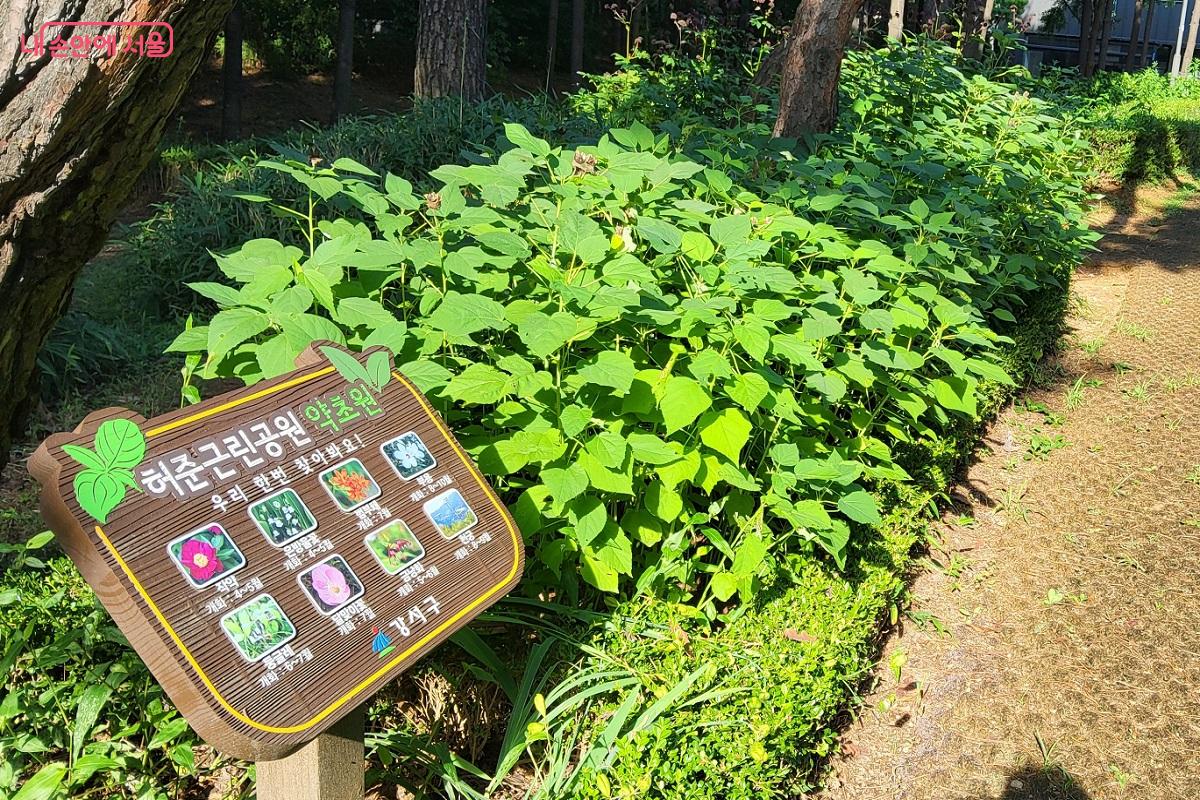 허준근린공원 내 박물관과 인접한 곳에 조성된 야외 약초원 &copy;이상돈
