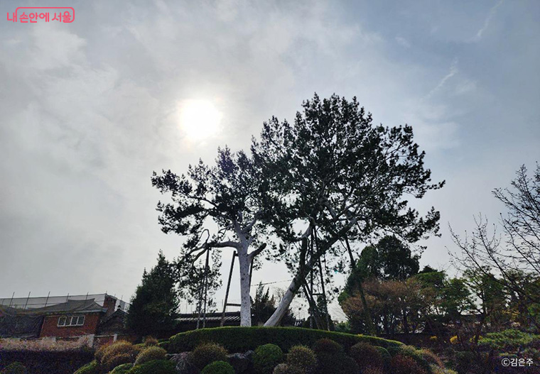 헌법재판소 안에는 조선후기 청나라에서 가져와 심은 백송이 남아 있다. 