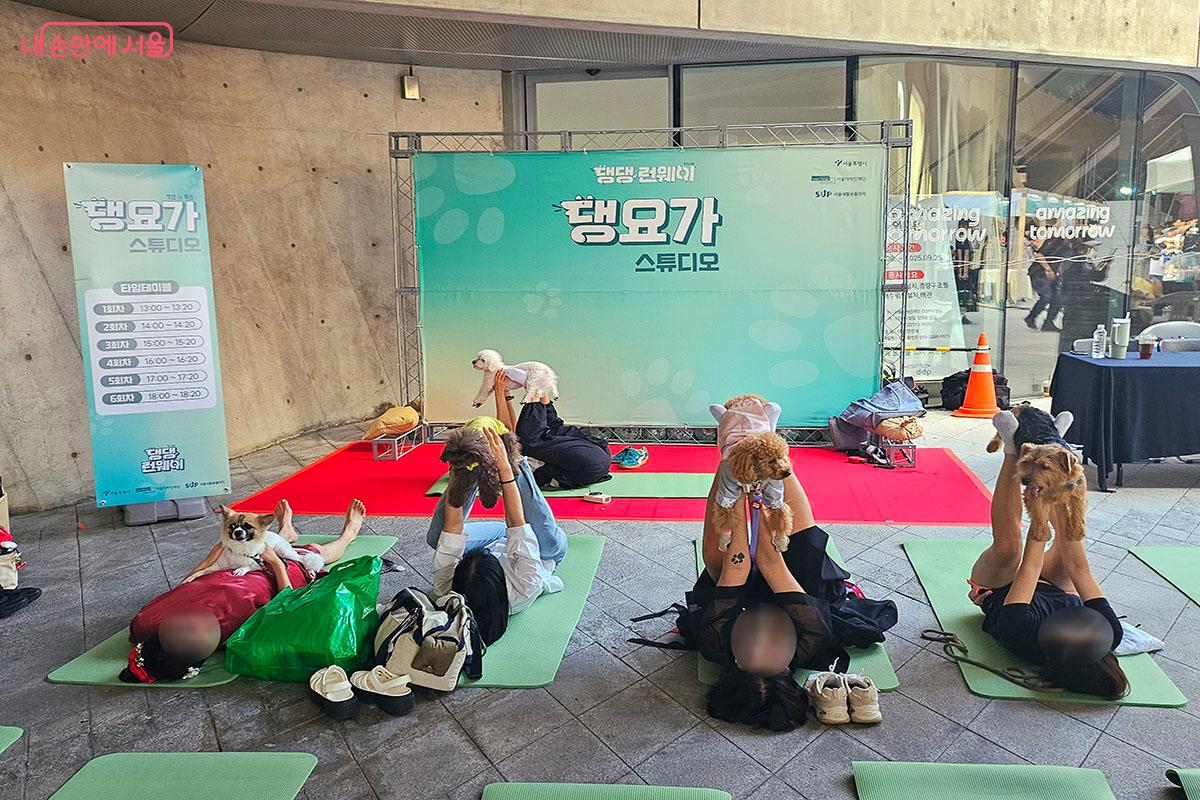 반려견과 함께하는 ‘댕요가’ ©이정민